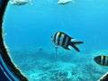 Watching Indo-Pacific sergeant or Sergeant major or Abudefduf vaigiensis or Abudefduf saxatilis or Pintano fish from the window. Royalty Free Stock Photo