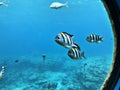 Watching Indo-Pacific sergeant or Sergeant major or Abudefduf vaigiensis or Abudefduf saxatilis or Pintano fish from the window. Royalty Free Stock Photo