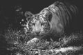 Tiger baby alone in black and white face in close up