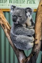 Watching koala in Featherdale Wildlife Park, Australia