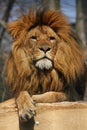 Watching lion Royalty Free Stock Photo