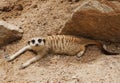 Watching little wild meerkat