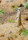 Watching little wild suricate meerkat