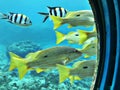 Watching Lutjanus fulviflamma or Blackspot snapper or Dory snapper from the window. Royalty Free Stock Photo