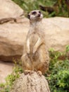 Watching meerkat