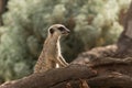 Watching meerkat