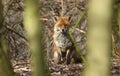 A watching Red Fox Vulpes vulpes hiding behind trees in the undergrowth.