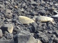 Watching Sea Turtles on Rock Beach Hawaii