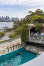 watching seal in in Taronga zoo