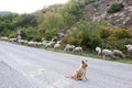 Watching sheepdog in the south of Italy Royalty Free Stock Photo