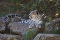 Watching Snow Leopard Royalty Free Stock Photo