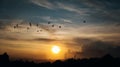 watching the sunset with the swallows returning home Royalty Free Stock Photo