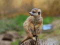 Watching suricata. The meerkat or suricate (Suricata suricatta) is small carnivoran. Royalty Free Stock Photo