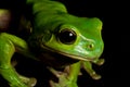 Watching tree frog Royalty Free Stock Photo