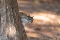 Watching from a tree, a Juvenile eastern gray squirrel Sciurus carolinensis Royalty Free Stock Photo