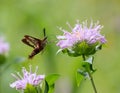 Pretty site of clearwing hummingbird moth swooping down for purple flower Royalty Free Stock Photo