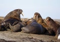 Watching a Walrus haulout Royalty Free Stock Photo