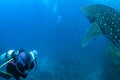 Watching Whale shark in Richelieu Rock, North Andaman Royalty Free Stock Photo