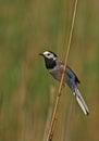 Watching white wagtail