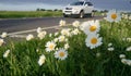 Roadside daisies.