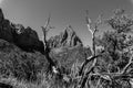 Watchman mountain view between two dead branches on the trail in Zion National Park Utah USA Royalty Free Stock Photo