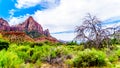 The Watchman mountain viewed from the Pa`rus Trail in Zion National Park, Utah Royalty Free Stock Photo