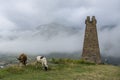 Watchtower and cows near Sioni Basilica. Above valley and Military Georgian highway in cloudy weather, Georgia, Europe