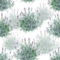 Watecolor French lavender bushes delicate seamless pattern on white background