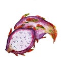 Watecolor dragon fruit on a white background