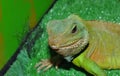 Water agama, or Eastern water lizard Latin Physignathus cocincinus