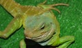 Water agama, or Eastern water lizard Latin Physignathus cocincinus