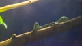 Water agama, green colored iguana lizard on a branch in the wild, bottom view.