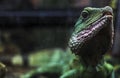 Chinese water dragon head close-up, Physignathus cocincinus