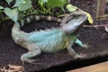 Water agama reptile Physignathus cocincinus in zoo Budapest