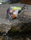 Water all around a bright fishing lure Royalty Free Stock Photo