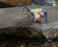 Water all around a lure on a rock Royalty Free Stock Photo