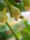 Water apple flower buds with water droplet of morning dew Royalty Free Stock Photo