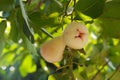 Water Apple Fruit Asian Favorite