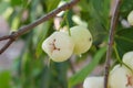 Water Apple Fruit Asian Favorite