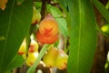 Water Apple Fruit