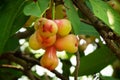 Water Apple Fruit