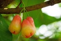 Water Apple Fruit Royalty Free Stock Photo