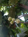 Water apple (Syzygium aqueum) fruit shoots growing on a tree branch