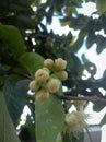 Water apple (Syzygium aqueum) fruit shoots growing on a tree branch
