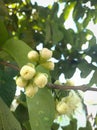 Water apple (Syzygium aqueum) fruit shoots growing on a tree branch