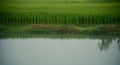 Water around a green paddy crops field in Kolkata India Royalty Free Stock Photo
