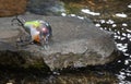 Water around a rock and fishing bait Royalty Free Stock Photo