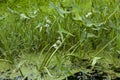 Sagittaria sagittifolia