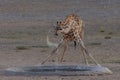 Water art in veld Royalty Free Stock Photo