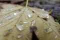 Water on autumn leaf. Water drops. Detail.